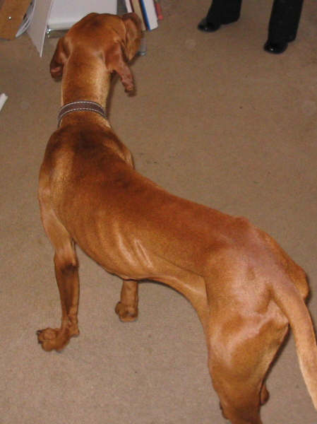 Laszlo BEFORE