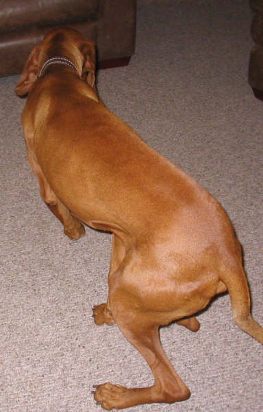 Laszlo AFTER