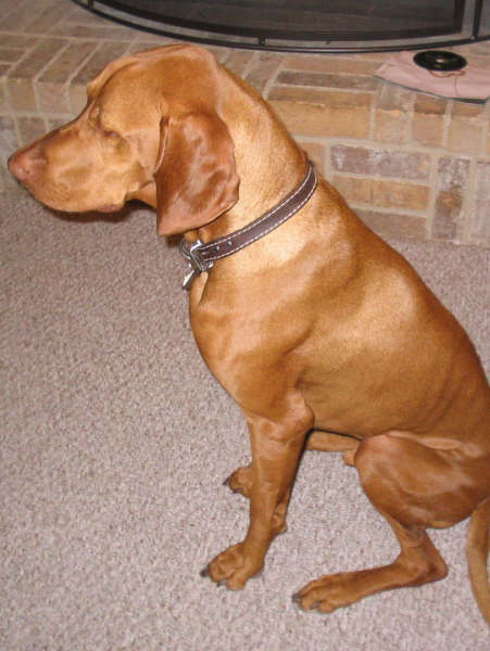 Laszlo AFTER